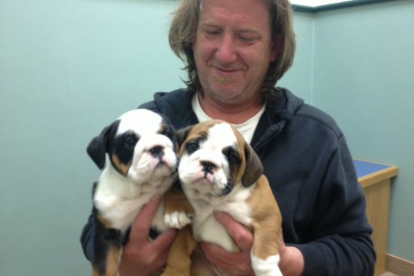 bulldog-puppies